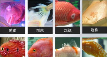 观赏鱼疾病治疗与预防中常用的几种鱼药
