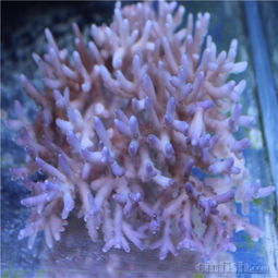 印尼深海精灵抵达，翠绿园帽绽放 —— CMF海水论坛精品珊瑚鉴赏指南